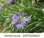 Agapanthus africanus, or the African lily, is a flowering plant from the genus Agapanthus found only on rocky sandstone slopes of the winter rainfall fynbos from the Cape Peninsula to Swellendam.