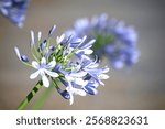 Agapanthus africanus, or the African lily, is a flowering plant from the genus Agapanthus found only on rocky sandstone slopes of the winter rainfall fynbos from the Cape Peninsula to Swellendam.