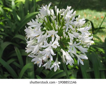 Agapanthus Africanus Albus, white lily flower, close up. African lily or Lily of the Nile is popular garden plant in Amaryllidaceae family. Common agapanthus have many open-faced, pseudo-umbel flower. - Shutterstock ID 1908851146
