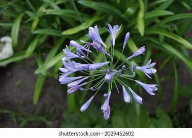 Agapanthus africanus "Blue Triumphator" in July in the garden. Agapanthus africanus, the African lily, the lily-of-the-Nile, is a flowering plant from the genus Agapanthus. Berlin, Germany - Shutterstock ID 2029452602