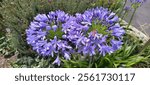 Agapanthus africanus, or the African lily, is a flowering plant from the genus Agapanthus found only on rocky sandstone slopes of the winter rainfall fynbos 