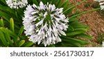 Agapanthus africanus, or the African lily, is a flowering plant from the genus Agapanthus found only on rocky sandstone slopes of the winter rainfall fynbos from the Cape Peninsula to Swellendam