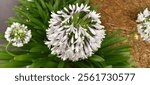 Agapanthus africanus, or the African lily, is a flowering plant from the genus Agapanthus found only on rocky sandstone slopes of the winter rainfall fynbos from the Cape Peninsula to Swellendam