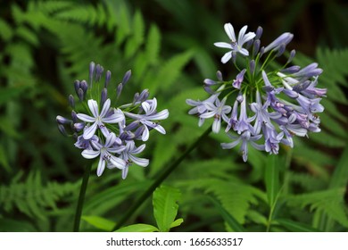 Agapanthus Africanus Lily Of The Nile