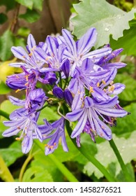 Agapanthus Blue Flowers A Dwarf Form Of Plant  