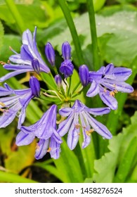 Agapanthus Blue Flowers A Dwarf Form Of Plant  