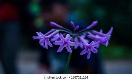 Agapanthus Blue Flowers A Dwarf Form Of Plant