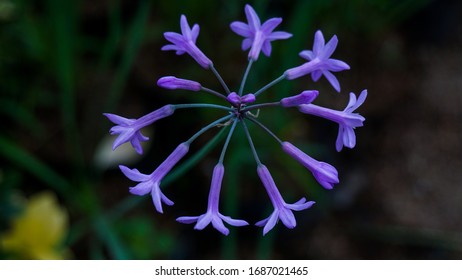 Agapanthus Blue Flowers A Dwarf Form Of Plant