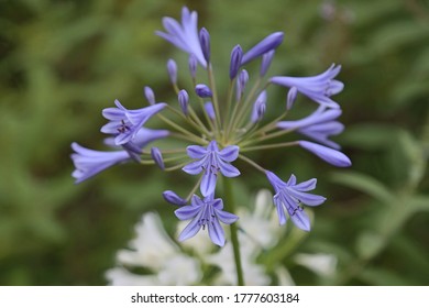 Agapanthus Blue Flowers A Dwarf Form Of Plant