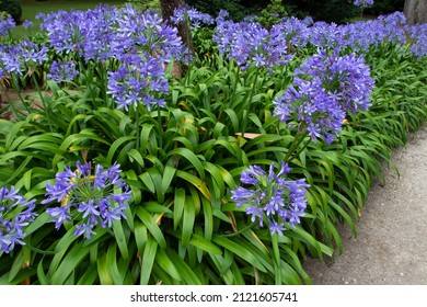 Agapanthus blue flowers in the garden. Lily of the Nile or African lily flowering plants. - Shutterstock ID 2121605741