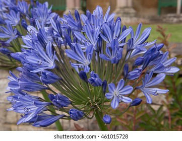 Agapanthus 'Blue Giant' (African Lily) In Somerset, England, UK