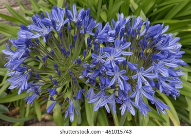 Agapanthus 'Blue Giant' (African Lily) In Somerset, England, UK