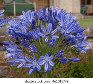 Agapanthus 'Blue Giant' (African Lily) In Somerset, England, UK