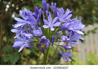 agapanthus blue violet with defocused background - Shutterstock ID 2233826027