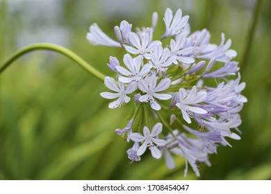 Agapanthus, commonly known as Lily of the Nile, or African Lily in the United Kingdom. - Shutterstock ID 1708454047