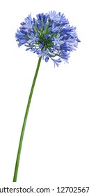 Agapanthus. Cropped blossoms as background for your works. - Shutterstock ID 1270256788
