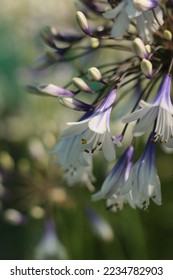 Agapanthus Fireworks Perennials and Plants - Shutterstock ID 2234782903