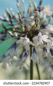 Agapanthus Fireworks Perennials and Plants - Shutterstock ID 2234782907