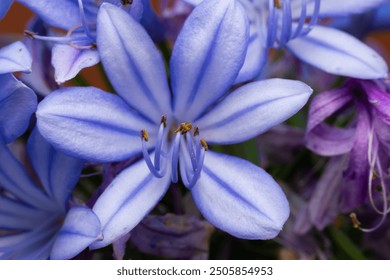 Agapanthus flower close up photo - Powered by Shutterstock