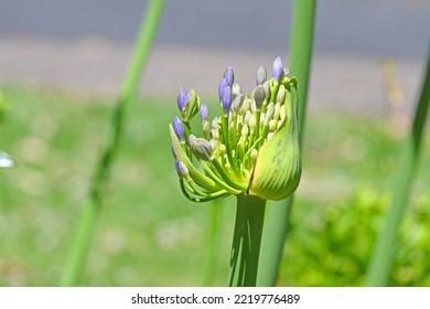 Agapanthus Flower Just Before It Blooms