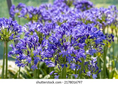 Agapanthus flower. Wild flowers of Agapanthus with purple petals. It's also known as lily of the Nile or African lily. A great many hybrids, and cultivars, have been produced. - Shutterstock ID 2178016797