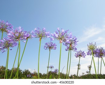 Agapanthus Flowers against a blue sky