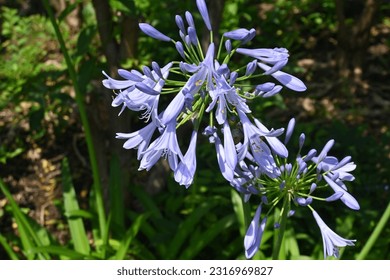 Agapanthus flowers.Amaryllidaceae evergreen perennial plants native to South Africa. Flowering season is from June to July.