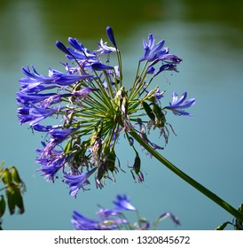 Agapanthus Are Native Plants Of Southern Africa, Which Can Reach More Than 1 M In Height, Although There Are Dwarf Varieties That Reach From 30 To 60 Cm In Height.