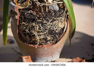 Agapanthus Pot Bound And A Cracked Terracotta Pot