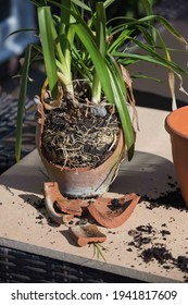 Agapanthus Pot Bound And A Cracked Terracotta Pot