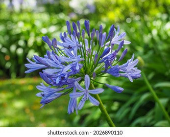 Agapanthus praecox, blue lily blossoms, close up. African lily or Lily of the Nile is popular garden plant in Amaryllidaceae family. Common agapanthus have light blue open-faced, pseudo-umbel flowers. - Shutterstock ID 2026890110