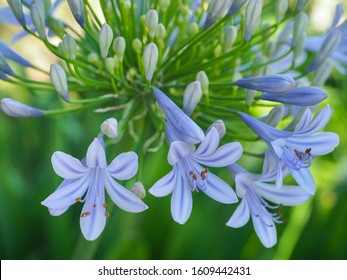 Agapanthus praecox, blue lily flower, close up. African lily or Lily of the Nile is popular garden plant in Amaryllidaceae family. Common agapanthus have light blue open-faced, pseudo-umbel flowers. - Shutterstock ID 1609442431