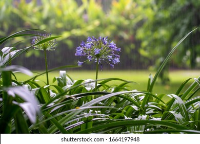 Agapanthus praecox, blue lily flower during tropical rain, close up. African lily or Lily of the Nile is popular garden plant in Amaryllidaceae family. Tanzania, east Africa - Shutterstock ID 1664197948