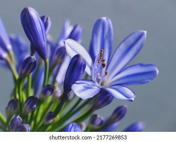 Agapanthus praecox, blue lily flower, close up. African lily or Lily of the Nile is popular garden plant in Amaryllidaceae family. Common agapanthus have light blue open-faced, pseudo-umbel flowers. - Shutterstock ID 2177269853