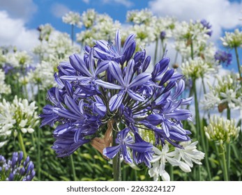 Agapanthus praecox, blue lily flower and Agapanthus Africanus Albus, white lily flowers, against blue cloudy sky. African lily or Lily of the Nile is popular garden plant of the Amaryllidaceae family. - Shutterstock ID 2263224127