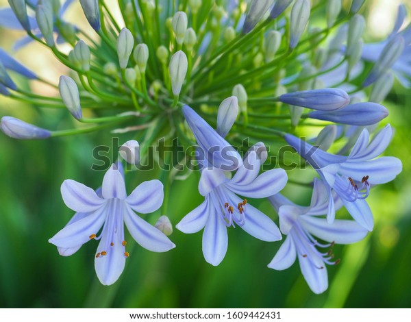 Agapanthus praecox, blue lily flower, close up.
African lily or Lily of the Nile is popular garden plant in
Amaryllidaceae family. Common agapanthus have light blue
open-faced, pseudo-umbel
flowers.