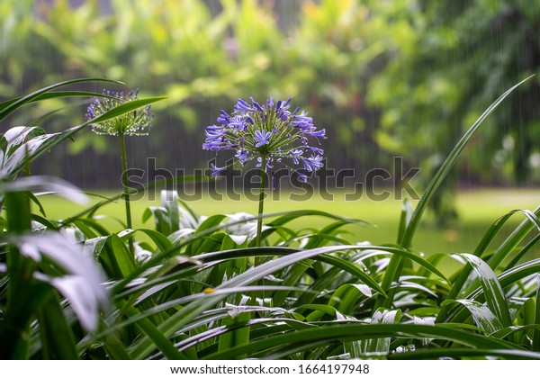 Agapanthus praecox, blue\
lily flower during tropical rain, close up. African lily or Lily of\
the Nile is popular garden plant in Amaryllidaceae family.\
Tanzania, east\
Africa