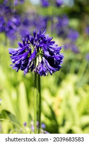 Agapanthus praecox. Blue lily. Purple Cloud. Queen Mum. African lily. Agapanthus africanus. Flower of love.  - Shutterstock ID 2039683583