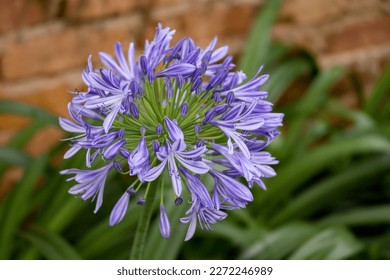 Agapanthus praecox (common agapanthus, blue lily, African lily, or lily of the Nile) is a popular garden plant around the world, especially in Mediterranean climates. - Shutterstock ID 2272246989