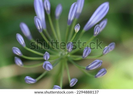 Similar – Lavender in the garden