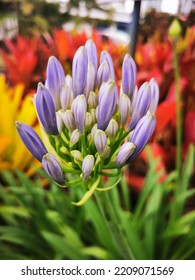 Agapanthus Purple With Green Orange And Yellow Bright Cheery Colours 