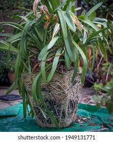 Agapanthus Roots Splitting Pots When Pot Bound