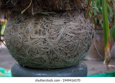 Agapanthus Roots Splitting Pots When Pot Bound