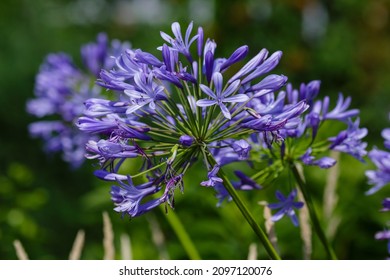 
Agapanthus Umbellatus Blue In Bloom In Garden