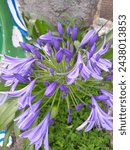 agaphantus africanus or african lily is a flowering plant from the genus agapanthus which is only found  on the rocky sandstone slopes of fynbos during winter rains from the cape penisula-swellendam