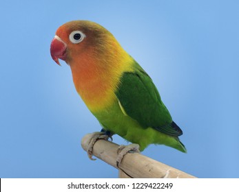 Agapornis Fischeri Green Lovebird 