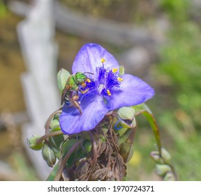 Agapostemon Splendens - Brown Winged Striped Sweat Bee On Tradescantia Ohiensis, Commonly Known As Bluejacket Or Ohio Spiderwort - Metallic Green Yellow Pollen Legs - Purple Flower - Florida 