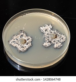 Agar Culture Of Sclerotinia Minor In A Petri Dish