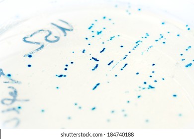 Agar Plate With Bacterial Colonies Transformed With Plasmid DNA