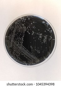 Agar Plate Of Legionella Pneumophila (Legionnaire's Disease)